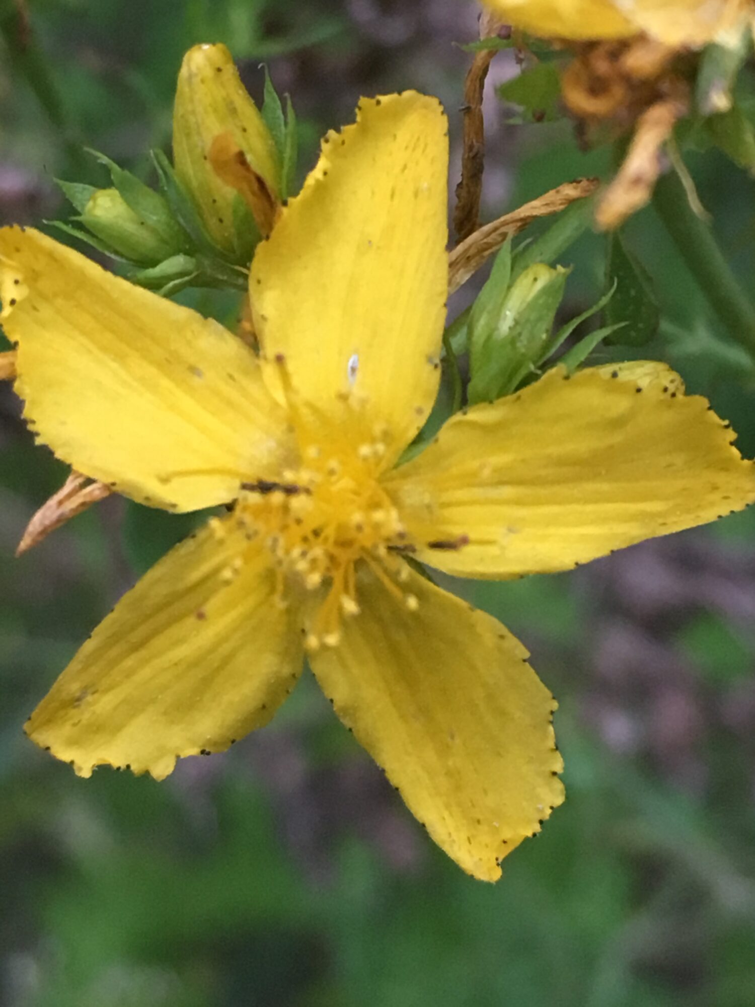 Close up of St. John’s Wort flower