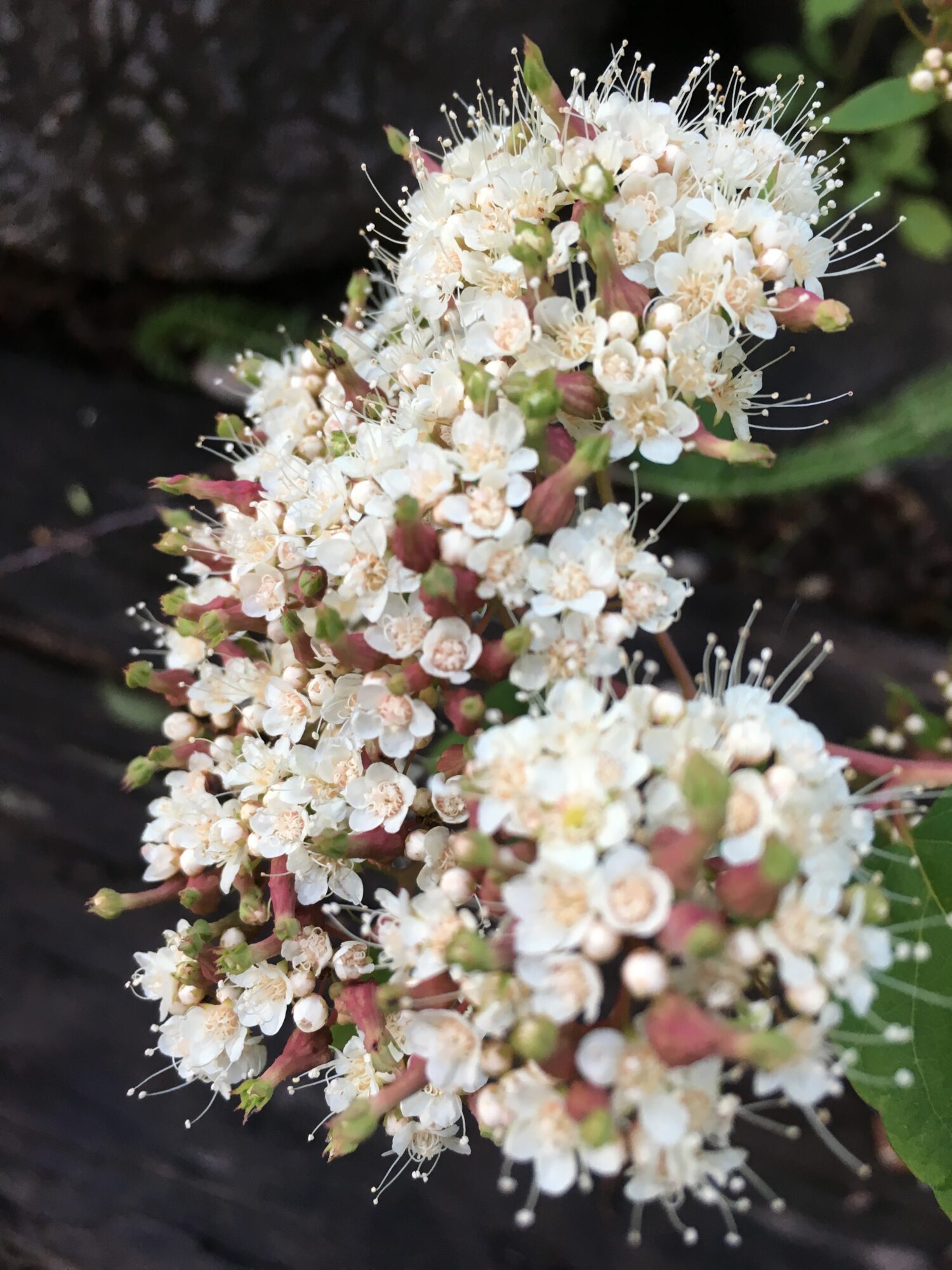 Close up image of flowers