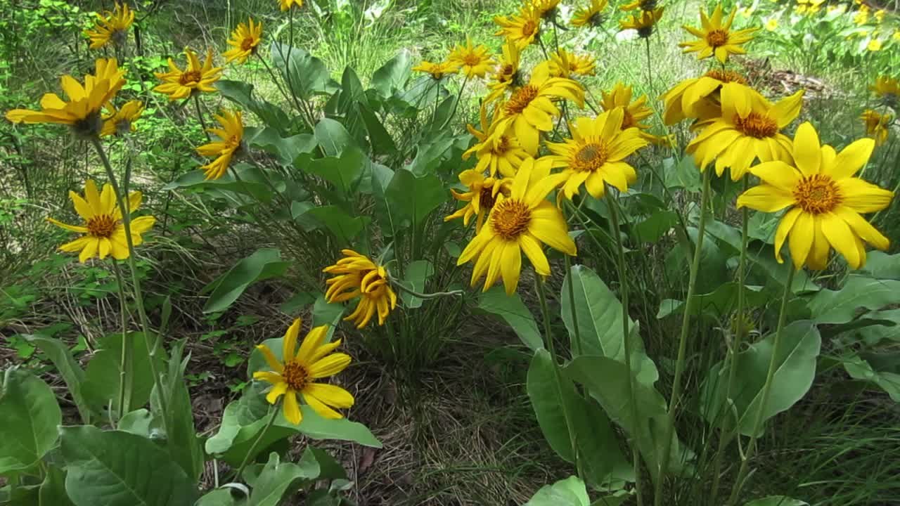 Flowers in East Knox mountain park