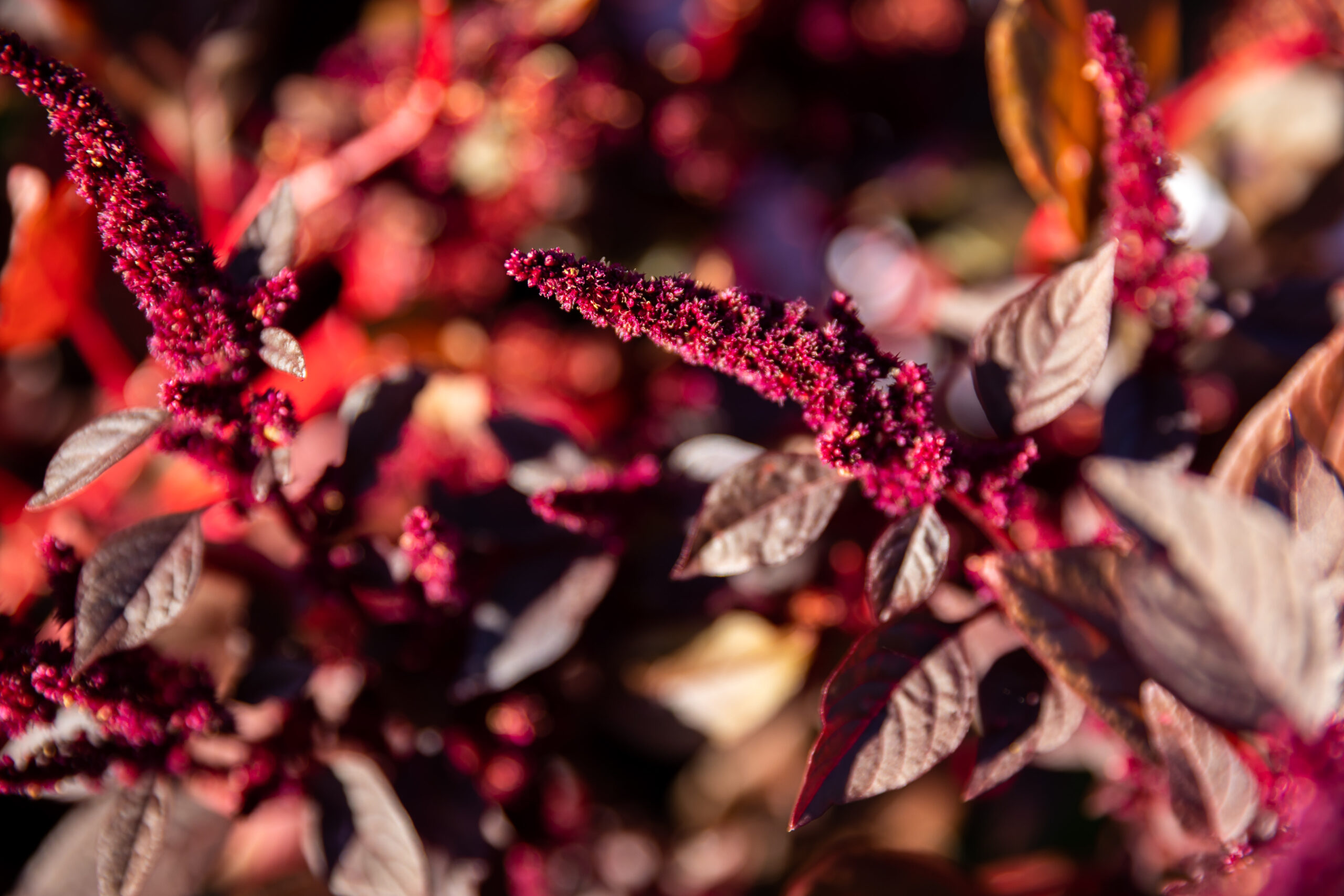 A fall foliage picture of red amaranth