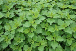 Nettles