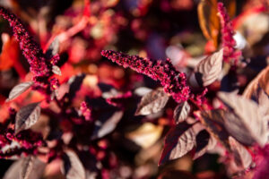 A fall foliage picture of red amaranth