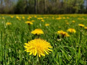 yellow dandelions in a field